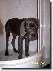 Deutsche Dogge