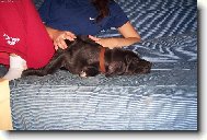 Deutsche Dogge