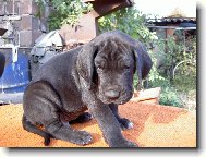 Deutsche Dogge