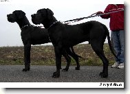 Deutsche Dogge
