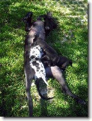 Deutsche Dogge