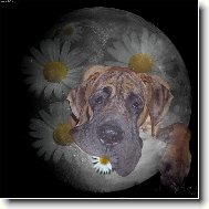 Deutsche Dogge