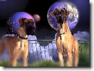 Deutsche Dogge