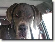 Deutsche Dogge