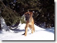 Deutsche Dogge