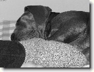 Deutsche Dogge