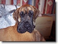 Deutsche Dogge
