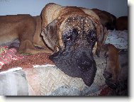 Deutsche Dogge
