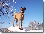 Deutsche Dogge