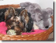 Jorkšírský terier, Yorkshire Terrier,