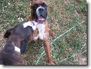 Deutscher Boxer