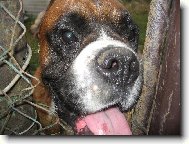 Deutscher Boxer