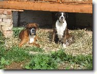 Deutscher Boxer
