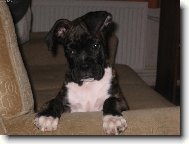 Deutscher Boxer