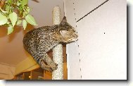 Savannah of Bengal Cats