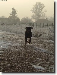 Rottweiler