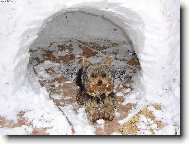 Jorkšírský terier, Yorkshire Terrier,