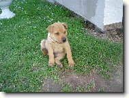 Shar-Pei