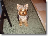 Jorkšírský terier, Yorkshire Terrier,