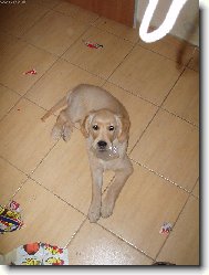 Golden Retriever