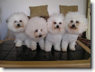Bichon á poil frisé, Bichon Frise
