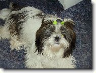 icu, Shih-Tzu