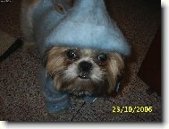 icu, Shih-Tzu