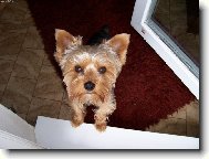 Jorkšírský terier, Yorkshire Terrier,
