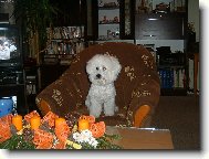 Bichon á poil frisé, Bichon Frise