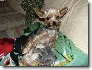 Jorkšírský terier, Yorkshire Terrier,
