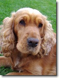 English Cocker Spaniel