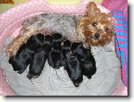 Jorkšírský terier, Yorkshire Terrier,