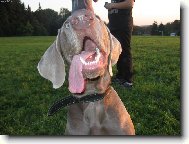 Weimaraner, Weimaraner Vorsterhund
