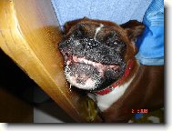 Deutscher Boxer