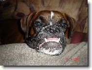Deutscher Boxer