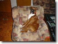 Deutscher Boxer