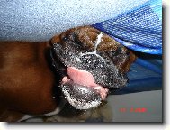 Deutscher Boxer