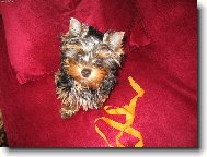 Jorkšírský terier, Yorkshire Terrier,