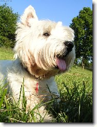 West Highland White Terrier
