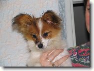 Papillon