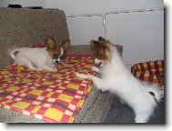 Papillon
