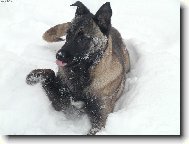 Chien de Berger Belge - Malinois