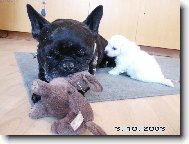 Bouledogue francais, French Bulldog
