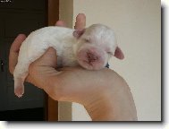 Bichon á poil frisé, Bichon Frise