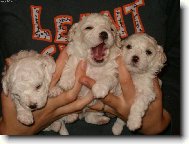Bichon á poil frisé, Bichon Frise