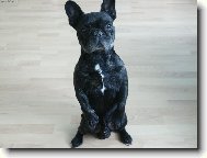 Bouledogue francais, French Bulldog