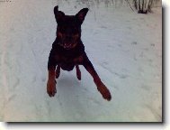 Rottweiler