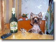 Jorkšírský terier, Yorkshire Terrier,