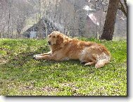 Golden Retriever