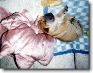 Shar-Pei